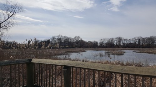 A serene wetland scene with tall grasses, a calm water surface, and trees under a cloudy sky, viewed from a wooden railing.