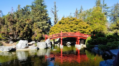 A serene garden scene featuring a red bridge over a pond, surrounded by lush greenery and rocks.