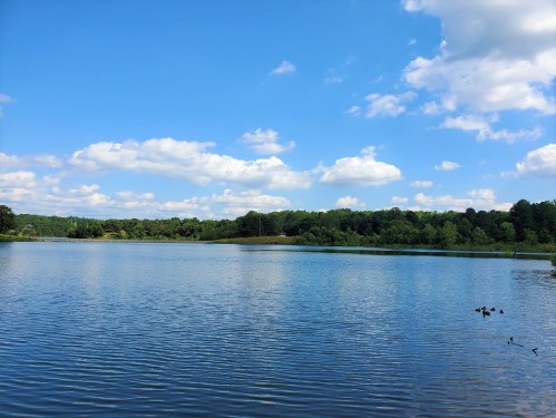 A serene lake under a blue sky with fluffy clouds, surrounded by lush greenery and a few ducks swimming.