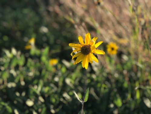 A bright yellow flower stands out against a blurred background of green foliage and other flowers.