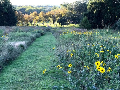 A grassy path lined with vibrant sunflowers, leading through a serene landscape of trees and fields.
