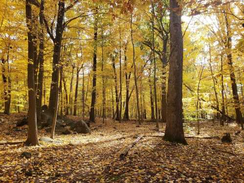 A serene forest scene with tall trees and vibrant yellow leaves covering the ground, illuminated by soft sunlight.