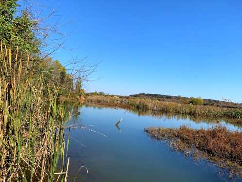 A serene wetland scene with tall grasses, calm water, and a clear blue sky in the background.