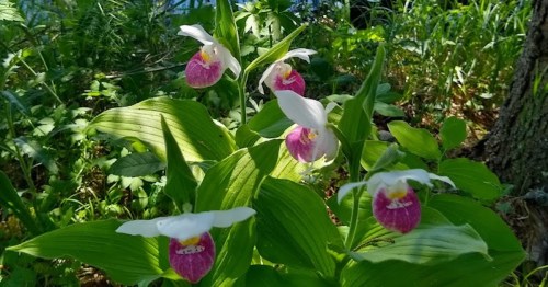 A cluster of pink and white orchids surrounded by lush green foliage in a natural setting.