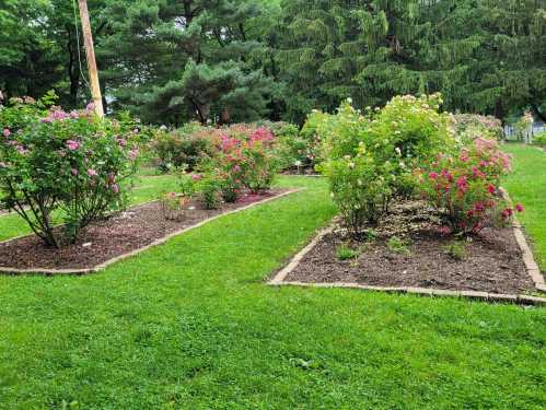 A vibrant garden with blooming rose bushes in various colors, surrounded by lush green grass and trees.