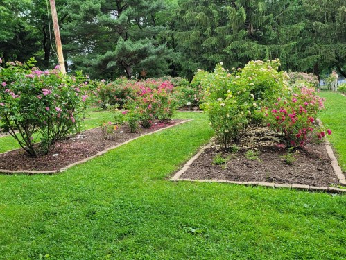 A vibrant garden with blooming rose bushes in various colors, surrounded by lush green grass and trees.