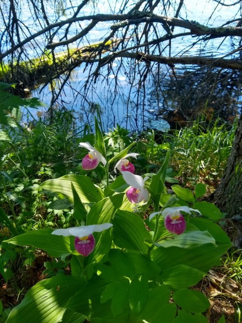 A cluster of pink and white orchids grows near a calm lake, surrounded by green foliage and tree branches.