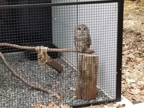 A barred owl perched on a wooden stump inside a fenced enclosure, surrounded by gravel and leaves.