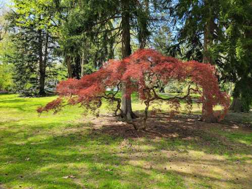 A vibrant red maple tree with a graceful, sweeping shape stands in a lush green park surrounded by tall trees.