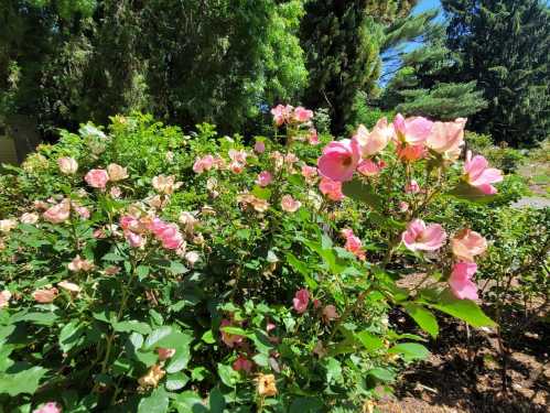 A vibrant garden filled with blooming pink roses surrounded by lush green foliage and trees.