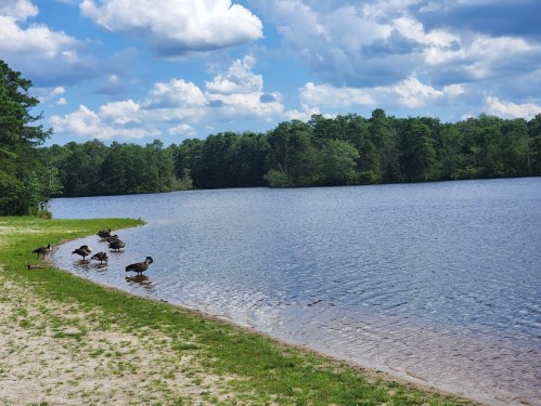 Ducks wade along the shore of a calm lake, surrounded by lush greenery and a partly cloudy sky.