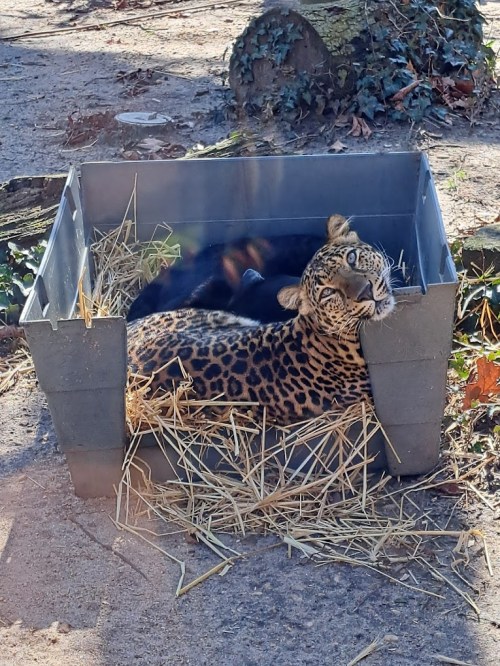A leopard lounging in a gray box filled with straw, resting its head on the edge, surrounded by greenery.