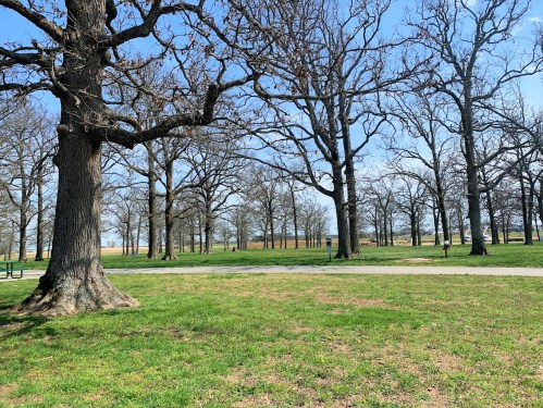 A park scene featuring bare trees against a clear blue sky, with green grass and a pathway in the foreground.