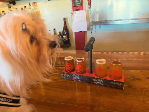 A small dog sits next to a flight of craft beers on a bar, featuring apple cider and mango mimosa.