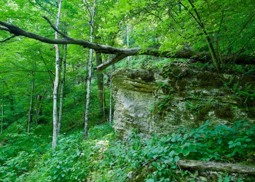 Lush green forest with a rocky outcrop and a fallen tree branch, surrounded by dense foliage and trees.