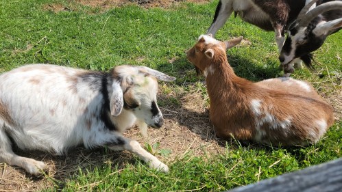 Two goats resting on green grass, one with white and brown spots, the other a solid brown, with another goat grazing in the background.