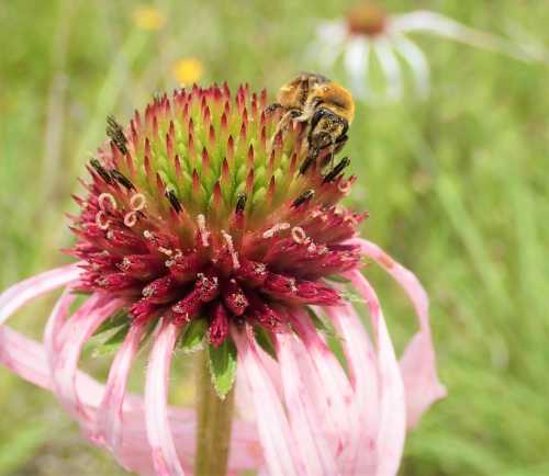 A close-up of a bee on a vibrant pink and green flower with delicate petals in a grassy field.