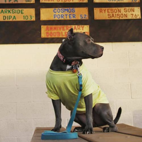 A dog wearing a yellow shirt sits on a table, looking to the side, with a blue leash attached.