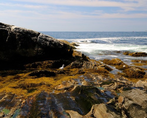 Rocky shoreline with seaweed, gentle waves, and a clear blue sky in the background.