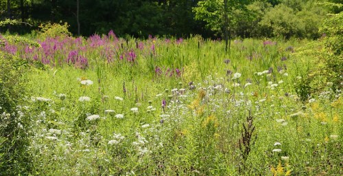 A vibrant field filled with various wildflowers, including purple and white blooms, surrounded by lush greenery.