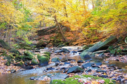 A serene stream flows through a forest with vibrant autumn foliage and scattered rocks, creating a peaceful landscape.