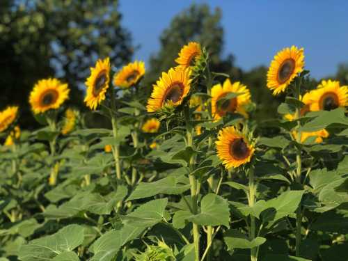 A field of vibrant sunflowers under a clear blue sky, surrounded by green foliage.