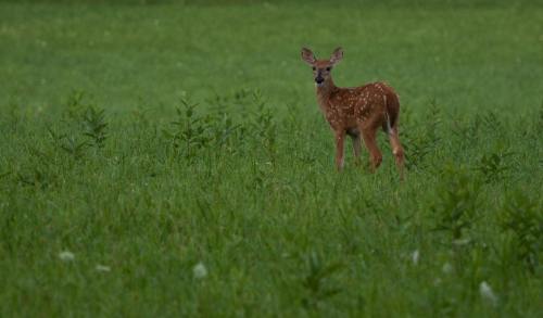 A young deer stands in a lush green field, surrounded by tall grass and plants.