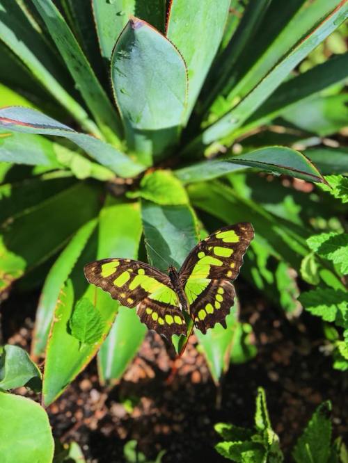 A vibrant green and black butterfly perched on lush green leaves of a plant.