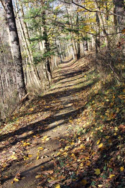 A winding dirt path through a forest, lined with trees and scattered with autumn leaves.