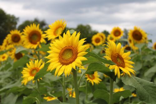 A field of vibrant sunflowers with bright yellow petals and green leaves under a cloudy sky.