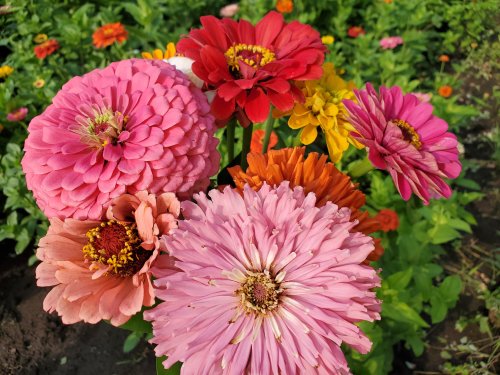 A vibrant bouquet of colorful zinnias in shades of pink, red, orange, and yellow against a green background.