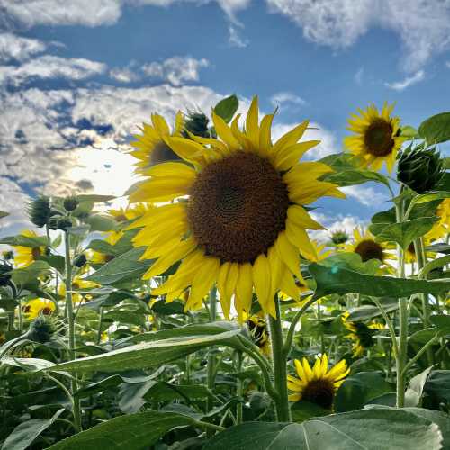 A vibrant sunflower stands tall among a field of sunflowers under a blue sky with fluffy clouds.