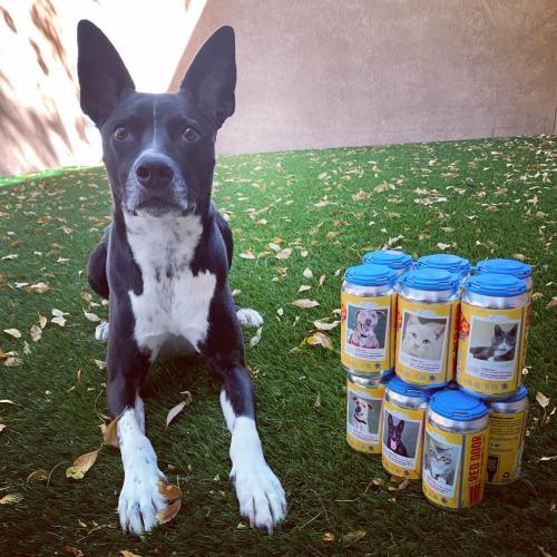 A black and white dog lies on green grass next to a stack of colorful cans featuring various pet photos.