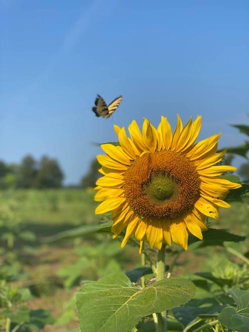 A vibrant sunflower stands tall in a field, with a butterfly fluttering nearby against a clear blue sky.