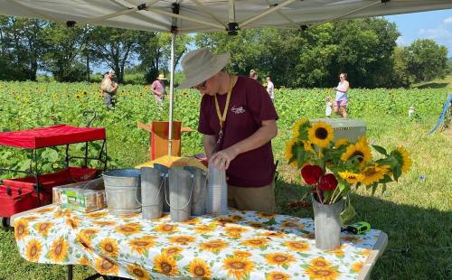 A person prepares flowers at a table under a tent, with a sunflower field in the background on a sunny day.