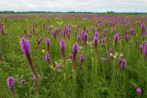 A vibrant field of purple wildflowers stretches across a green landscape under a cloudy sky.