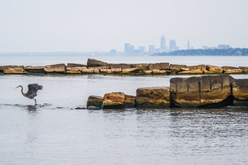 A heron wades through calm waters near rocky formations, with a city skyline visible in the background.