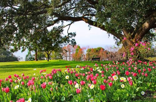 A vibrant garden with pink and white tulips in bloom, under a large tree overlooking a serene landscape.