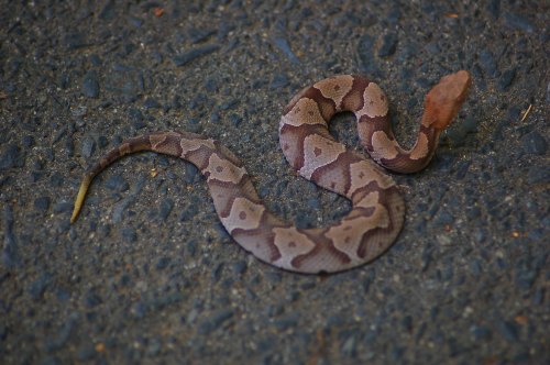 A brown and tan patterned snake curled on a gravel surface.