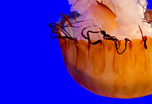 A vibrant jellyfish with a translucent bell and flowing tentacles against a bright blue background.