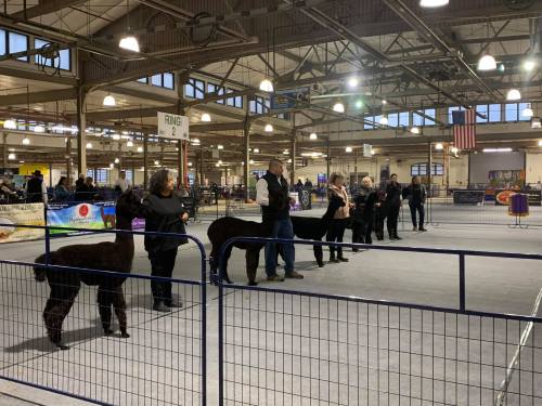 A group of people showing alpacas in a spacious indoor arena during an event.