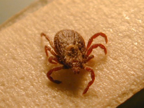 Close-up of a tick on a light-colored surface, showcasing its eight legs and textured body.