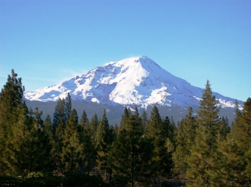 Snow-capped mountain rises above a forest of evergreen trees under a clear blue sky.