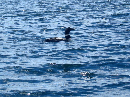A loon swimming on a shimmering blue lake, with gentle ripples around it.
