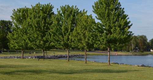 A serene park scene featuring lush green trees along a calm lake, with a grassy area and distant people enjoying the outdoors.