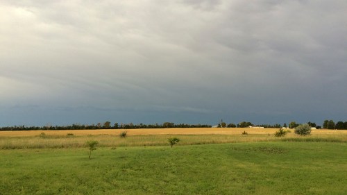 A wide view of a grassy field with golden crops under a cloudy sky, hinting at an approaching storm.