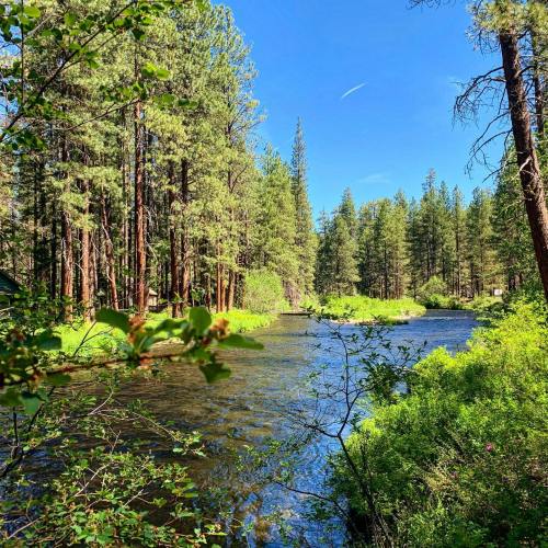 A serene river flows through a lush forest, surrounded by tall pine trees and vibrant greenery under a clear blue sky.