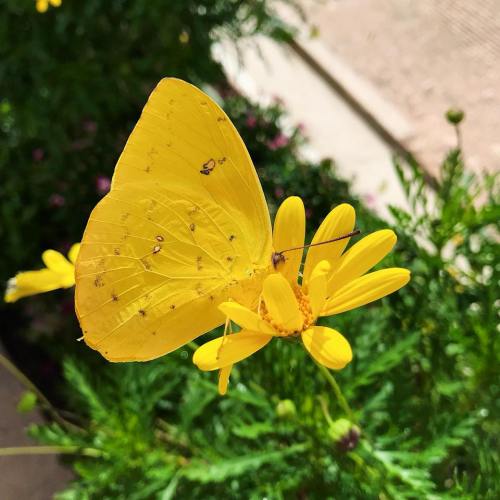 A bright yellow butterfly perched on a yellow flower, surrounded by green foliage.