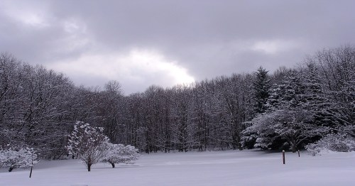 A snowy landscape with bare trees and evergreens under a cloudy sky, creating a serene winter scene.