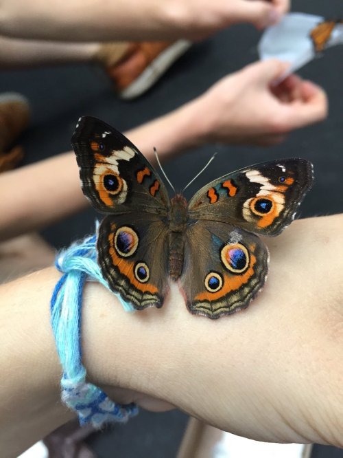 A colorful butterfly perched on a person's wrist, with hands and a bracelet visible in the background.